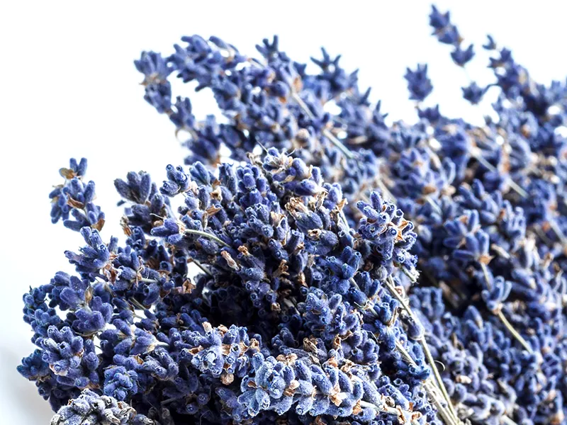 lavendel_close-4z3