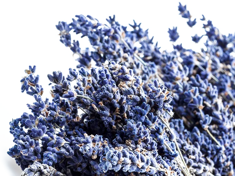 lavendel_close-up_4z3